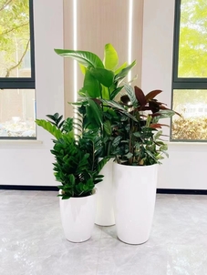 杭州湾花木出租价格